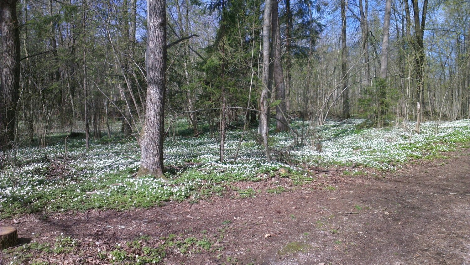 Spring flowers in the wood in Horten